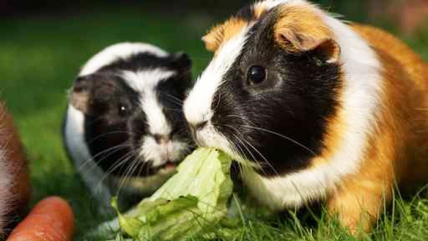 So bleiben Kaninchen und Meerschweinchen gesund